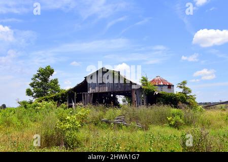 Une grange en bois surcultivée et abîmé se trouve au milieu d'herbes hautes et de vignes. Silo avec toit rouillé se trouve derrière lui. Banque D'Images