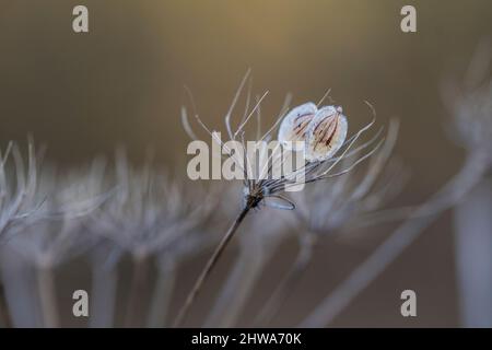 Têtes de graines de persil de vache (Anthriscus sylvestris) Banque D'Images