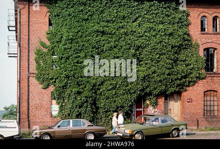 Ivy anglais, ivy commun (Hedera Helix), mur de briques vertes d'un ancien bâtiment , Allemagne Banque D'Images