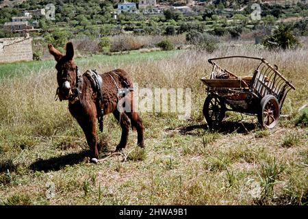 Âne domestique (Equus asinus asinus), avec une voiturette dans un pré, Espagne, Iles Baléares, Majorque Banque D'Images