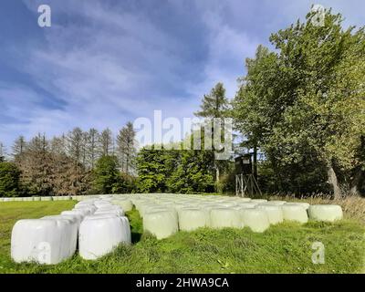 Balles de silo rondes stockées sur le bord d'une zone de prairie en face des bois, en Allemagne Banque D'Images