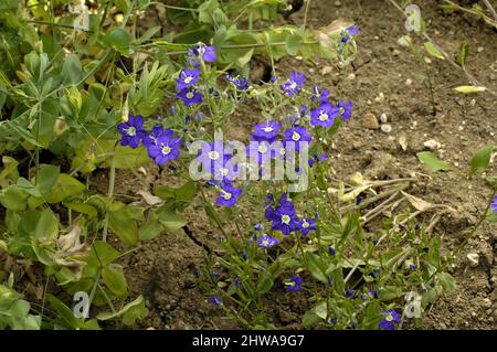 Grand verre de vénus (Legousia spéculum-veneris), floraison, mauvaise herbe rare, Allemagne Banque D'Images