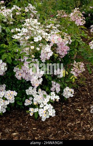 Rose ornementale (Rosa 'Ballerina', Rosa Ballerina), cultivar Ballerina Banque D'Images
