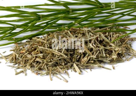 Horsetaille de champ (Equisetum arvense), tiges séchées et fraîches, coupées, Allemagne, Bavière Banque D'Images