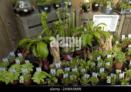 Des plantes carnivores à vendre dans un centre de jardin, en Allemagne Banque D'Images