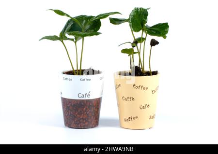 Café arabe (Coffea arabica), plantules en pots, coupées Banque D'Images