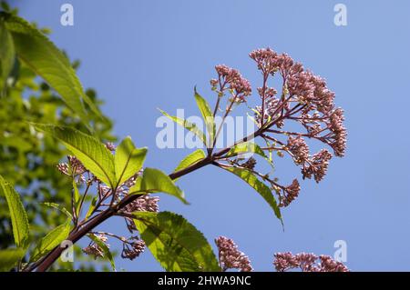 Mauvaise herbe de joe-pye, trompette, gravelroot, douce mauvaise herbe de joe-pye (Eupatorium purpuremum 'Atropurpuremum', Eupatorium purpuremum Atropurpuremum), floraison, Banque D'Images