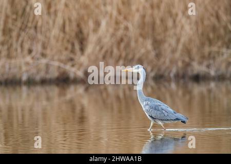 Héron gris (Ardea cinerea), passage à gué à travers une bande d'eau, Allemagne Banque D'Images