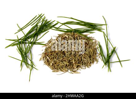 Horsetaille de champ (Equisetum arvense), tiges séchées et fraîches, coupées, Allemagne, Bavière Banque D'Images