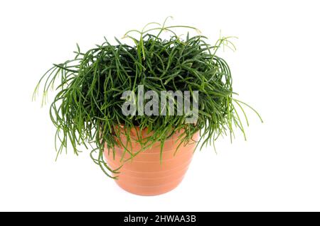 Mistletoe cactus (Rhipsalis baccifera, Rhipsalis cassutha), plante-pot, coupée Banque D'Images