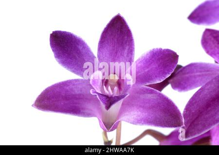 Orchidée antilope (Dendrobium 'Berry Oda', Dendrobium Berry Oda), fleur de cultivar Berry Oda, coupée Banque D'Images