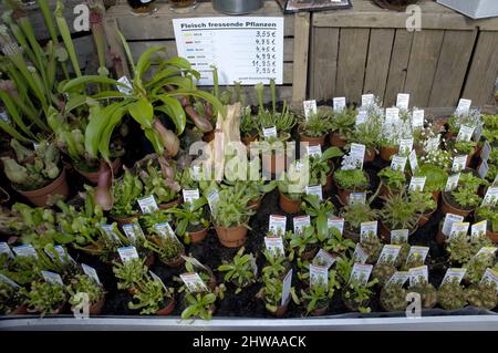 Des plantes carnivores à vendre dans un centre de jardin, en Allemagne Banque D'Images