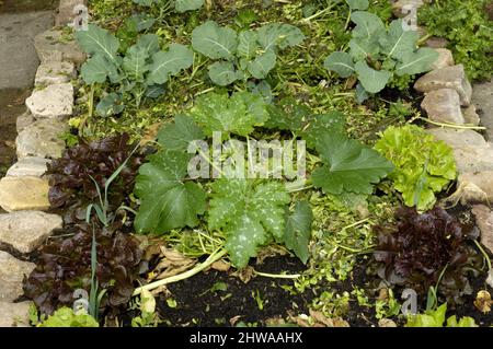 lit de légumes avec laitue, chou et courgette, paillis Banque D'Images