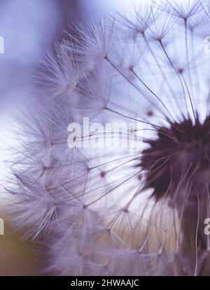 Chapeau de boule molletonné violet de fleur de pissenlit blanche avec graines. Banque D'Images