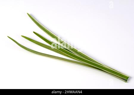 Société ail, Agapanthus rose, ail sauvage, ail doux, bulbes de printemps (Tulbaghia violacea), feuilles, coupées Banque D'Images