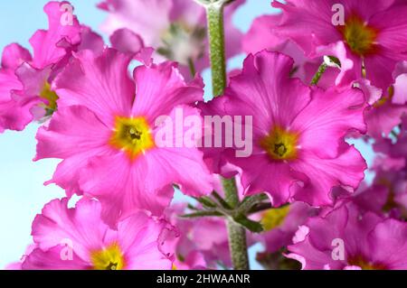 Primevre de fée (Primula malacooides), floraison, coupée Banque D'Images