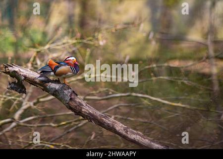 Canard mandarin (Aix galericulata), drake perçant sur un tronc d'arbre mort dans une forêt, Allemagne Banque D'Images