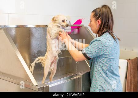 Jeune groomer baignant un chien blanc dans une baignoire Banque D'Images