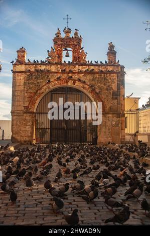 Pigeons assis et se posant autour de la célèbre église et parc de Capilla del Santo Cristo de la Salud dans le vieux San Juan, Porto Rico. Banque D'Images