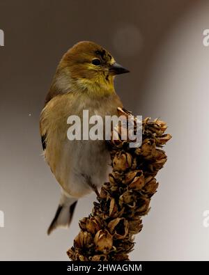 Vue rapprochée de l'American Goldfinch, perchée sur le feuillage avec un arrière-plan flou dans son environnement et son habitat environnant. Banque D'Images