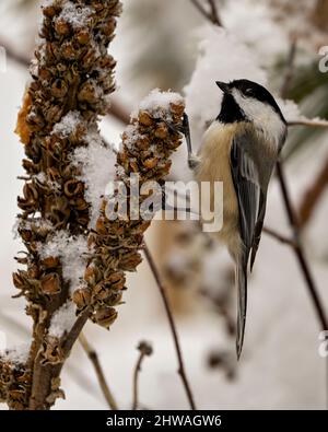 Vue rapprochée du chickadee perchée sur un feuillage avec un fond de neige floue dans son environnement et son habitat environnant. Banque D'Images