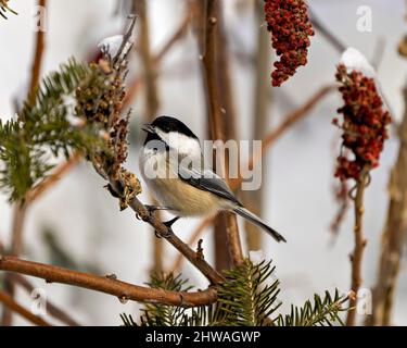 Vue rapprochée du chickadee perchée sur une branche de corne de cerf avec un arrière-plan flou dans son environnement et son habitat. Image. Image. Portrait. Banque D'Images