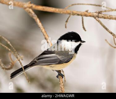 Oiseau de chickadee perché sur une branche appréciant son habitat et son environnement entourant montrant le plumage de plumes, le corps, la tête, les yeux, le bec, plumage. Banque D'Images