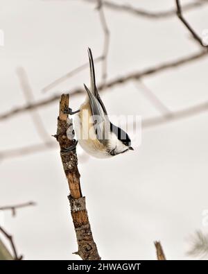 Oiseau de chickadee perché sur une branche appréciant son habitat et son environnement entourant montrant le plumage de plumes, le corps, la tête, les yeux, le bec, plumage. Banque D'Images