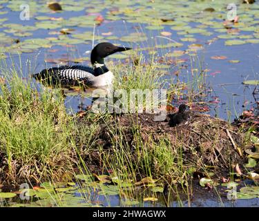 Loon commun protéger et prendre soin de son bébé poussin sur le nid environ quelques heures après l'éclosion dans leur environnement et leur habitat humide. Loon Banque D'Images