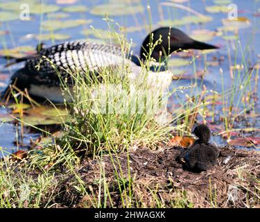 Loon commun protéger et prendre soin de son bébé poussin sur le nid environ quelques heures après l'éclosion dans leur environnement et leur habitat humide. Loon Banque D'Images