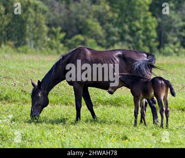 Cheval paître dans le pâturage avec son poulain debout près d'elle dans le champ de prairie avec un fond vert flou dans leur environnement et les environs. Banque D'Images