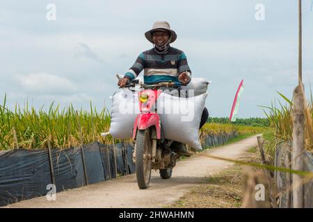 Un agriculteur indonésien transporte ses récoltes à moto tout en souriant à la caméra sur un chemin dans le champ de riz du village de Mukti Jaya Riau Indonésie Banque D'Images