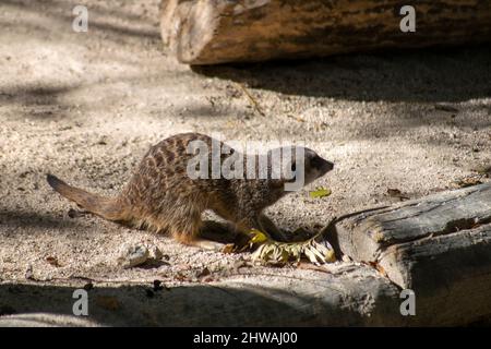 Le méerkat (Suricata suricata) ou suricate, petite monoie trouvée en Afrique australe avec une tête large, de grands yeux, un nez pointu. Banque D'Images
