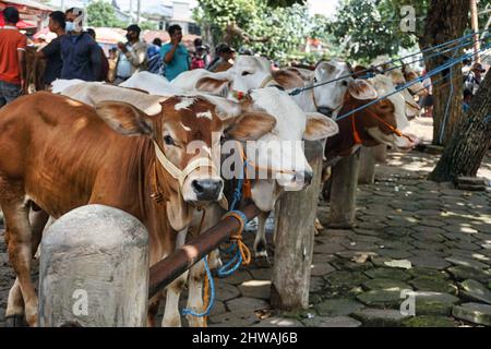 Les vaches étant vendues sur le marché du bétail devant Eid al-Adha Banque D'Images