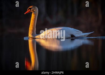Un Cygne muet (Cygnus olor) glisse paisiblement le long de l'eau. Lake Benson Park, Raleigh, Caroline du Nord. Banque D'Images
