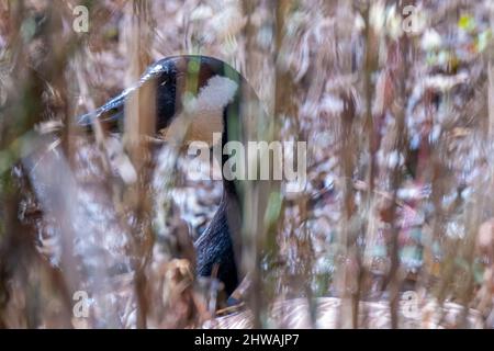 Une Bernache du Canada (Branta canadensis) à la recherche d'un bon endroit de nidification à l'approche du printemps. Raleigh, Caroline du Nord. Banque D'Images