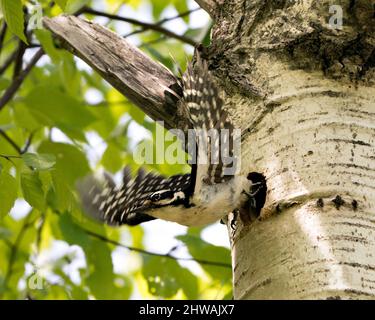 Pic de bois sortant de sa maison de nid avec des ailes étalés dans son environnement et son habitat environnant. Image de femme en poils de pic. Image. Portrait Banque D'Images