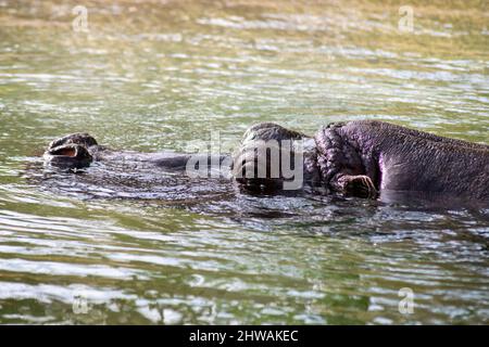L'hippopotame amphibius, aussi appelé l'hippopotame commun ou l'hippopotame de rivière, un grand mammifère semi-aquatique, surtout hervivore. Banque D'Images