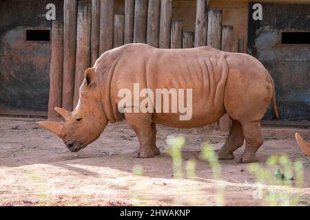 Le rhinocéros blanc (Ceratotherium simum) est la plus grande espèce existante de rhinocéros. Est la plus sociale de toutes les espèces de rhinocéros. Deuxième plus grand animal Banque D'Images