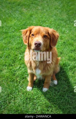 Gros plan d'un magnifique chien de chasse au canard de la Nouvelle-Écosse, assis sur l'herbe Banque D'Images