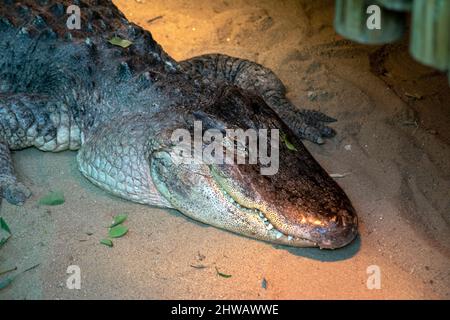 L'alligator Alligator mississippiensis), (parfois appelé familièrement comme un gator ou alligator commun, est un grand reptile crocodilien Banque D'Images