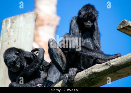 Bébé singe araignée avec sa mère. Reproduction de singe araignée en captivité. Banque D'Images
