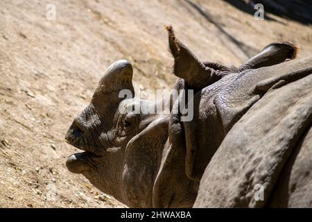 La tête de rhinocéros indien (Rhinoceros unicornis), également appelée rhinocéros indien, rhinocéros à cornes plus grandes ou grands rhinocéros indiens. Banque D'Images