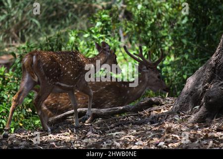 Le cheetal ou le cerf à pois (axe de l'axe) fourragent dans la forêt : (pix SShukla) Banque D'Images