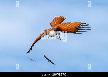 Brahminy Kite (aigle malaisien) à Langkawi, Malaisie Banque D'Images