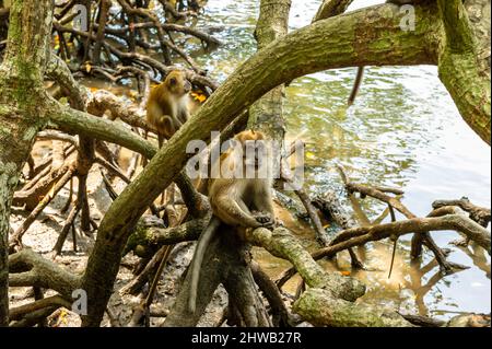 Macaque Monkeys dans les arbres, Langkawi, Malaisie Banque D'Images