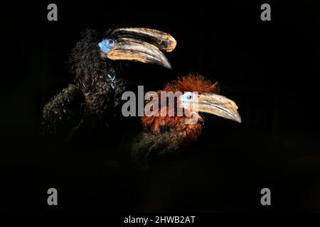 Couple Hornbill dans la forêt tropicale sombre. Oiseau avec grand bec, homme et femme ensemble. Faune et flore en Afrique, fond noir. Corne noire Banque D'Images