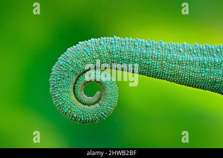 Gros plan sur la queue courbé de caméléon. Chameleon de Jackson, Trioceros jacksonii, assis sur la branche dans l'habitat forestier. Exotique magnifique endémique Banque D'Images