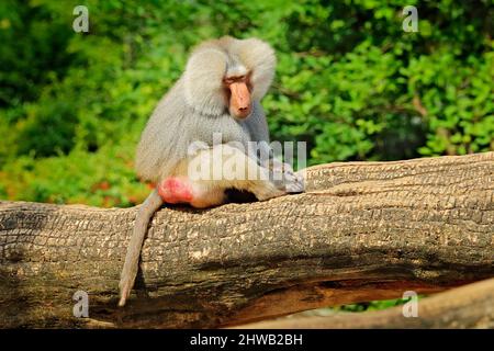 Hamadryas babouon, Papio hamadryas, de l'Etiopie en Afrique. Mammifère sauvage dans l'habitat naturel. Singe nourrissant des fruits dans la végétation verte. Faune Banque D'Images