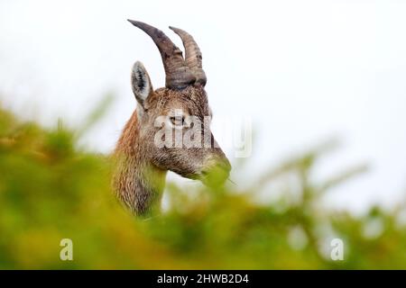 Alpine Ibex, Capra ibex, portrait détaillé de jeune animal, Parc National Gran Paradiso, Italie. Paysage d'automne scène de la faune avec de beaux animaux. Banque D'Images